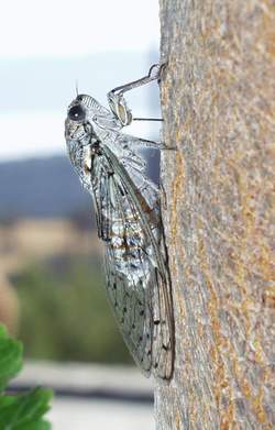 Mannazikade (Tettigia [Cicada] orni)