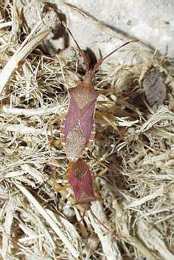 Gonocerus acuteangularis
