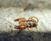 Linneskorpion (Euscorpius carpathicus)